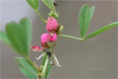 Indigofera trifoliata